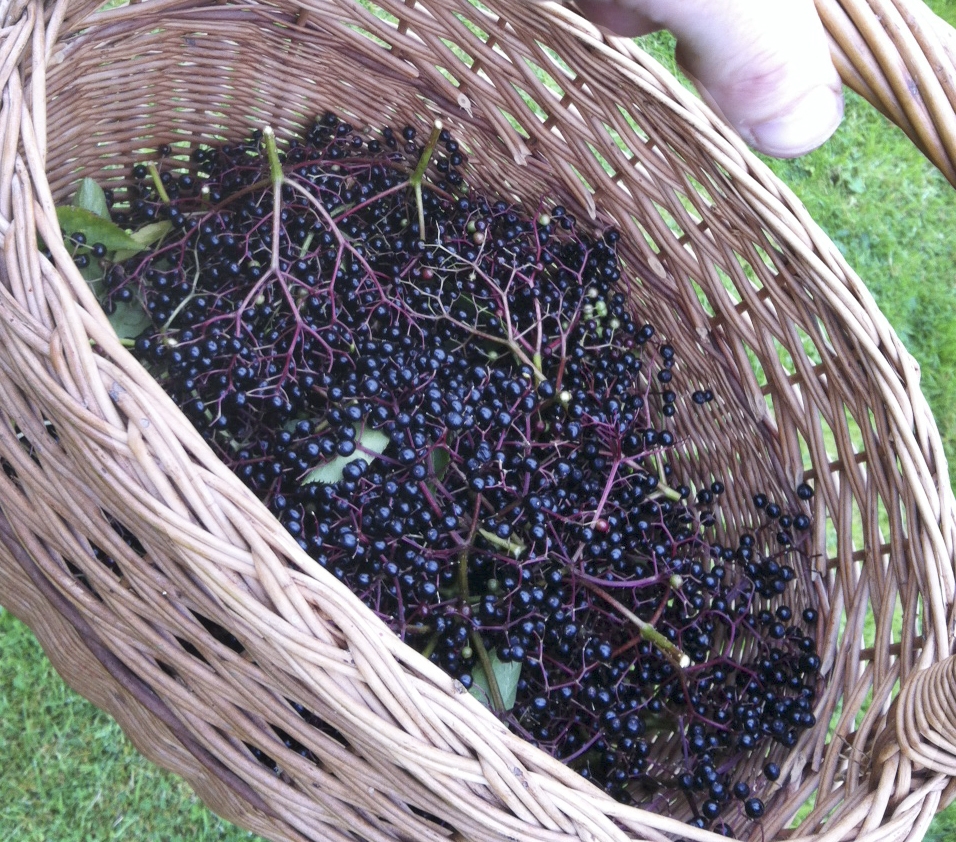Basket of foraged elderberries