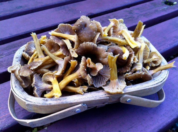 basket of foraged Winter Chanterelles