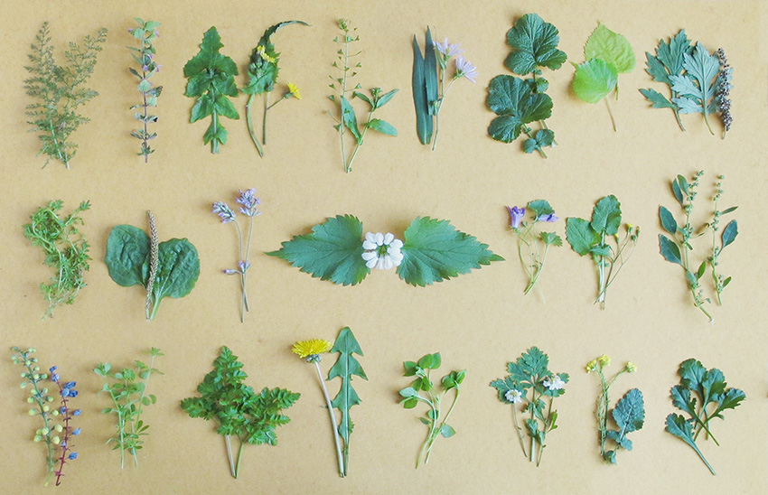Foraging montage of collected plants