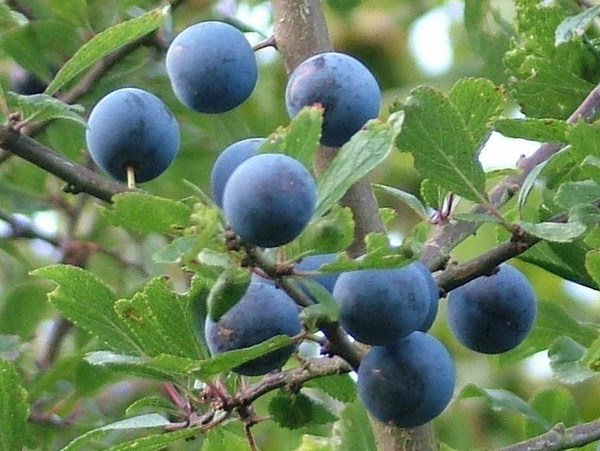 Sloes