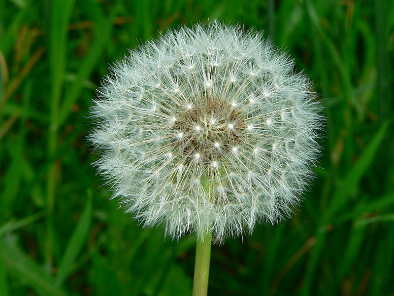 Forage London dandelion head close-up