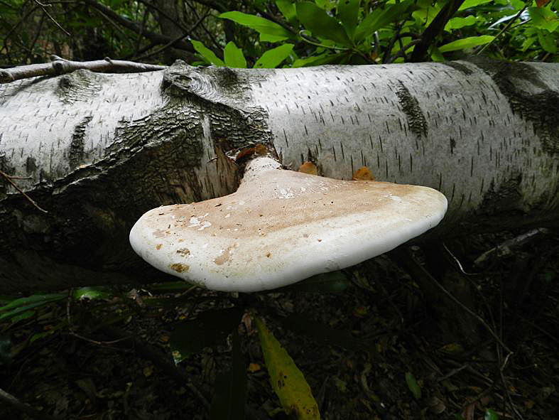 medicinal mushrooms birch polypore, Vicky Chown