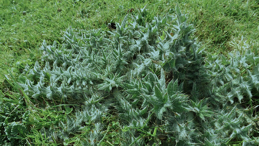close-up large thistle