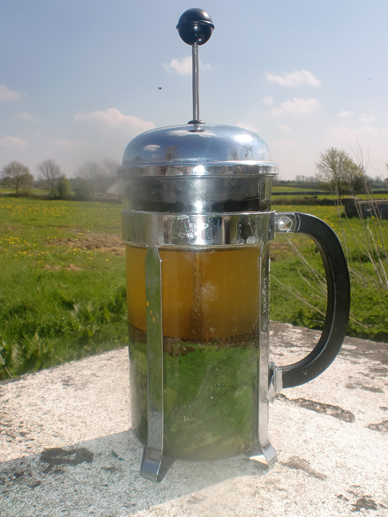 sticky weed tea medicinal herbs