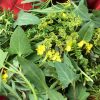 Wild ‘spinach’ and ‘mustard’