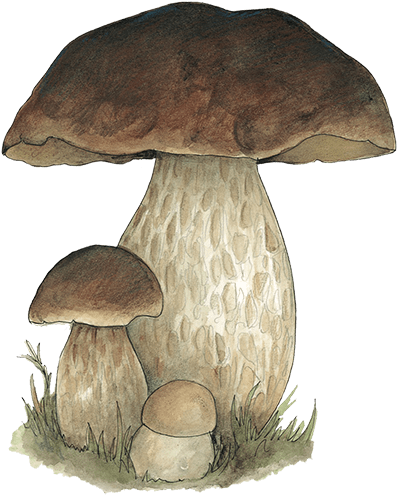 Forage London Mushroom Home Page menu Image