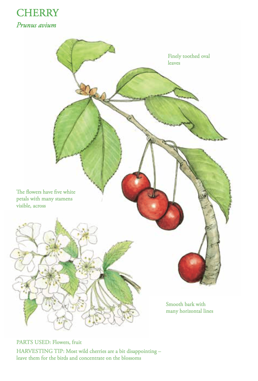 The Edible City April, authored by John Rensten of Forage London - Cherry