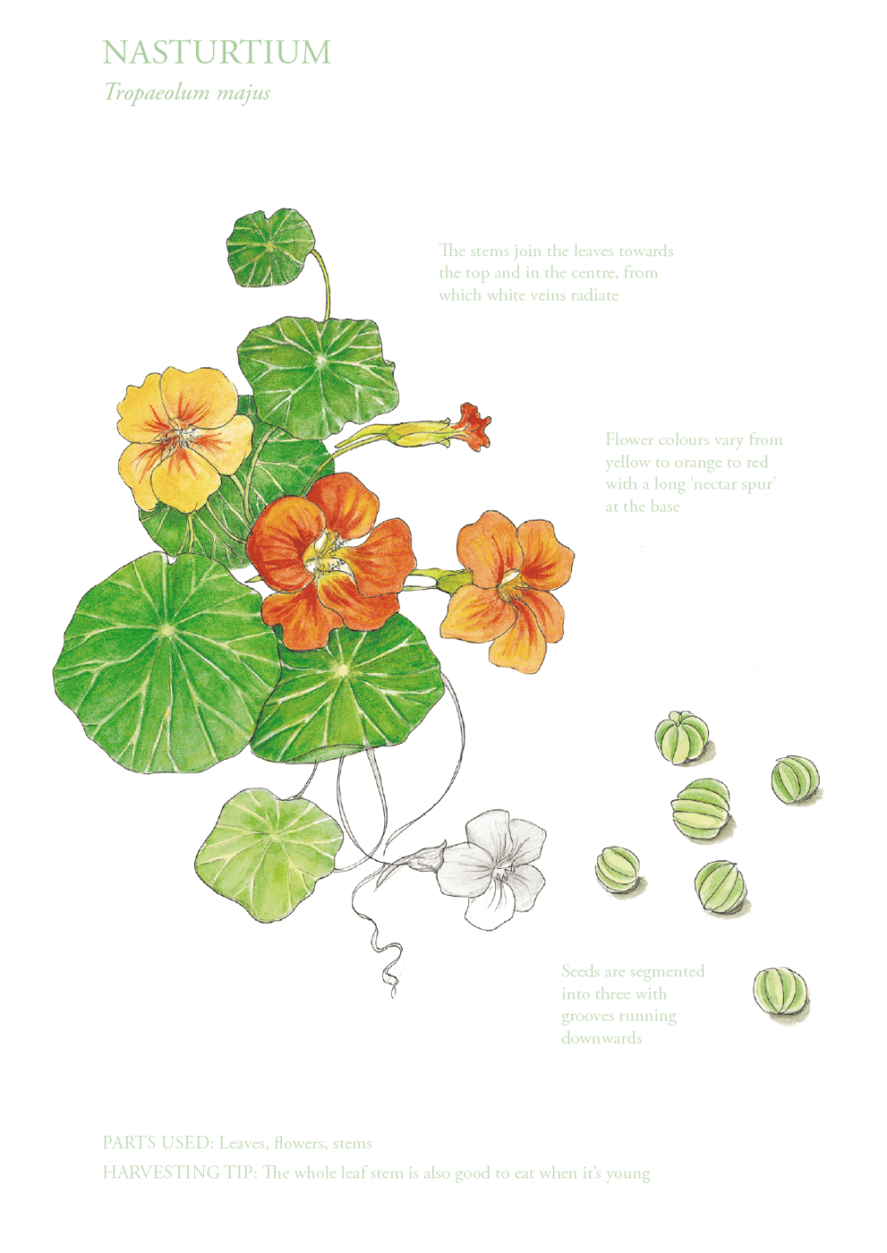 The Edible City June, authored by John Rensten of Forage London - Nasturtium