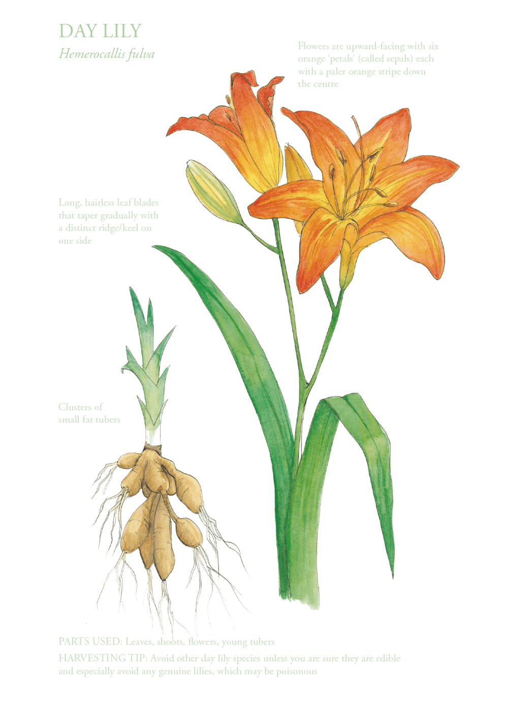 The Edible City June, authored by John Rensten of Forage London - Daily Lily