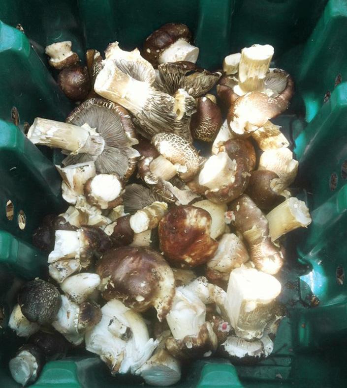 Mushroom hunting haul in Dorset