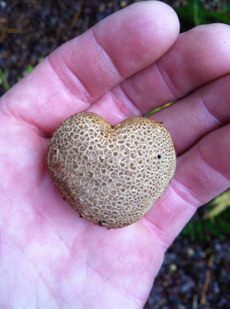 Autumn mushroom hunting in the New Forest