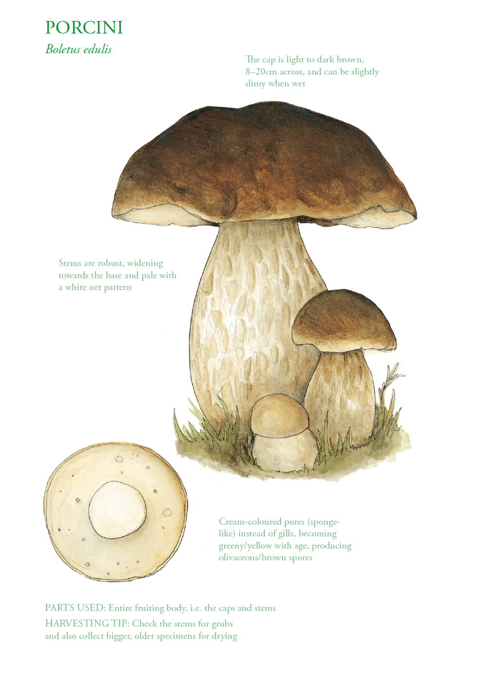 The Edible city September, authored by John Rensten of Forage London, Porcini
