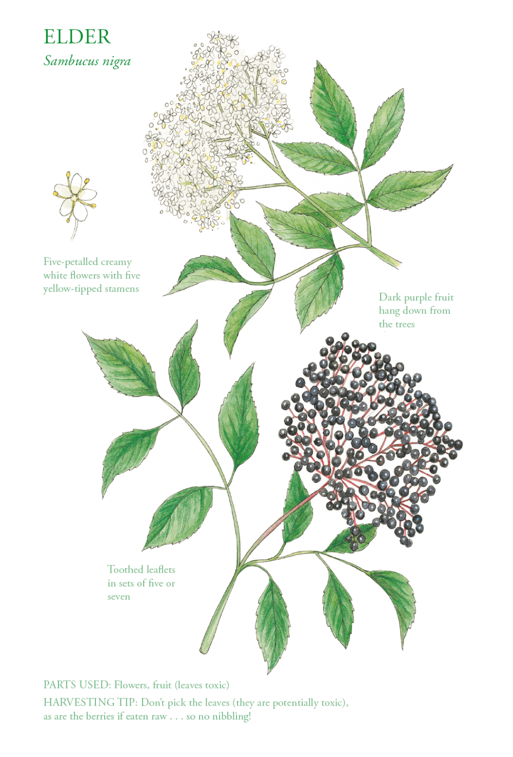 The Edible City September, authored by John Rensten of Forage London, Elder