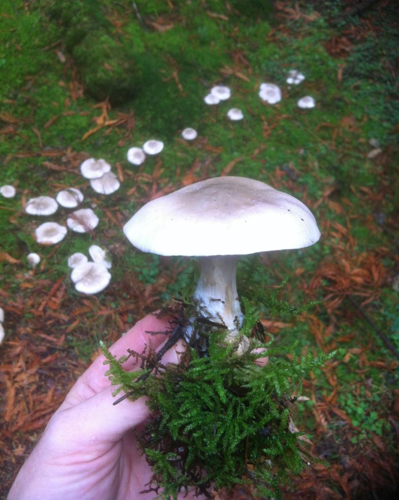 Wild mushroom collected on a mushroom hunting walk in Dorset