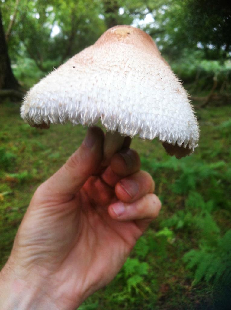 Wild mushroom collected on wild food walk in the New Forest
