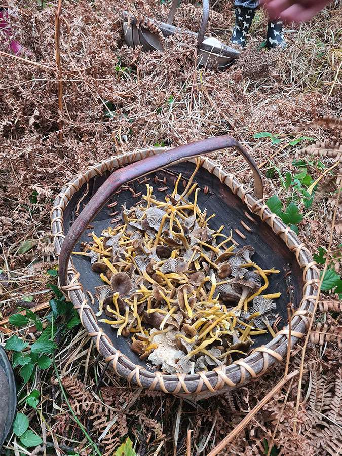 Basket of foraged mushrooms collected on a Forage London mushroom hunting course in the New Forest, Hampshire