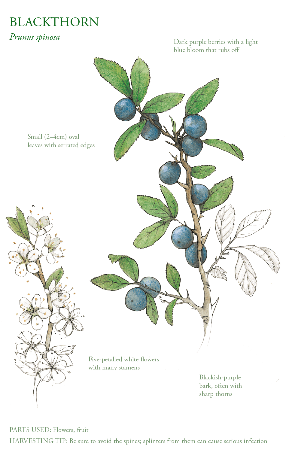 Illustration of Blackthorn (prunus spinosa)