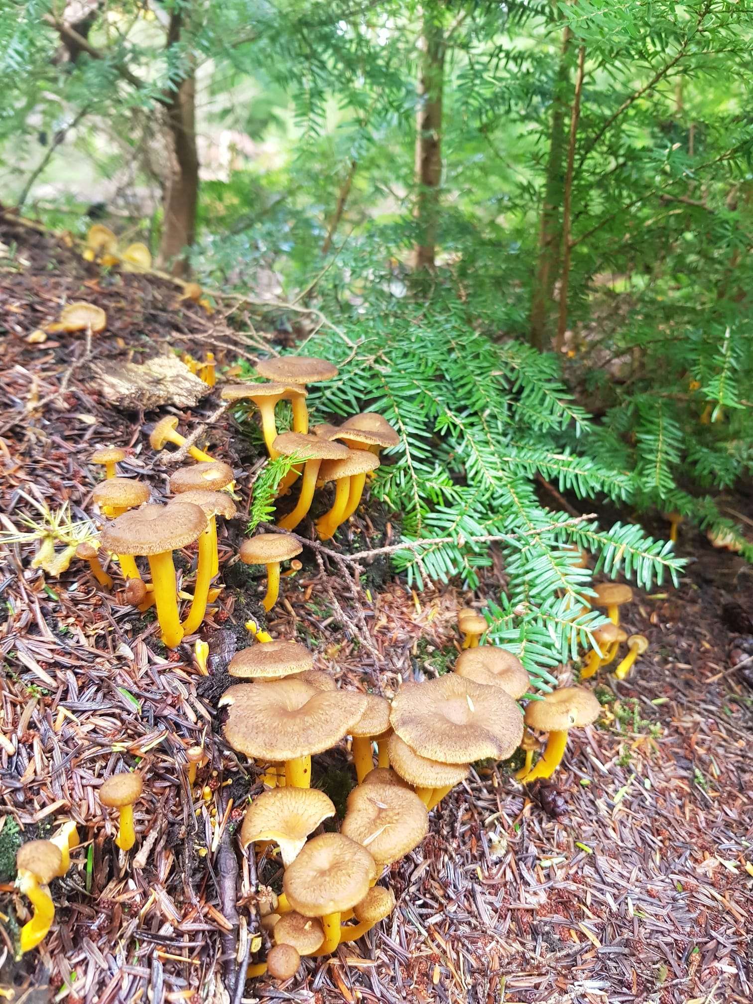 Foraged mushrooms foraging course New Forest