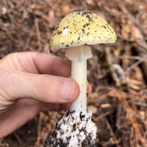 A wild mushroom foraged in the New Forest during a mushroom hunting wild food walk