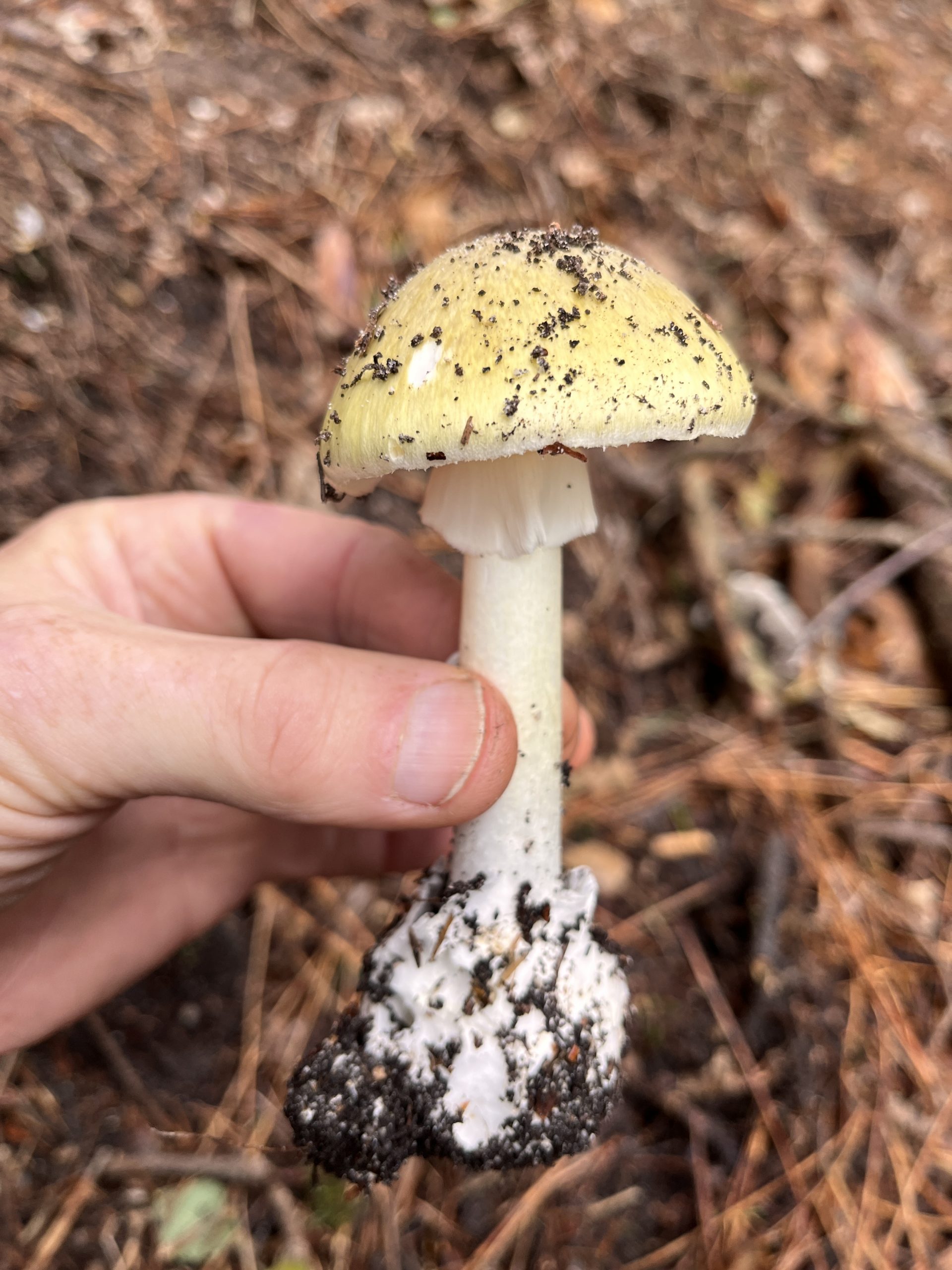 A wild mushroom foraged in the New Forest during a mushroom hunting wild food walk