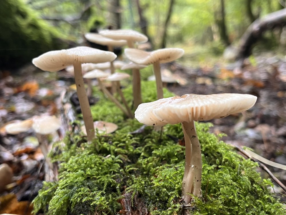 Wild mushrooms in the New Forest, foraging with Forage London