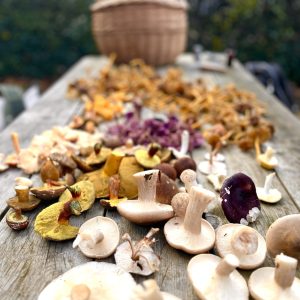 A table of wild mushrooms foraged on a Forage London course
