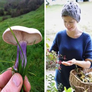 Mushroom and basket of wild berries foraged on a mushroom hunting and wild food course