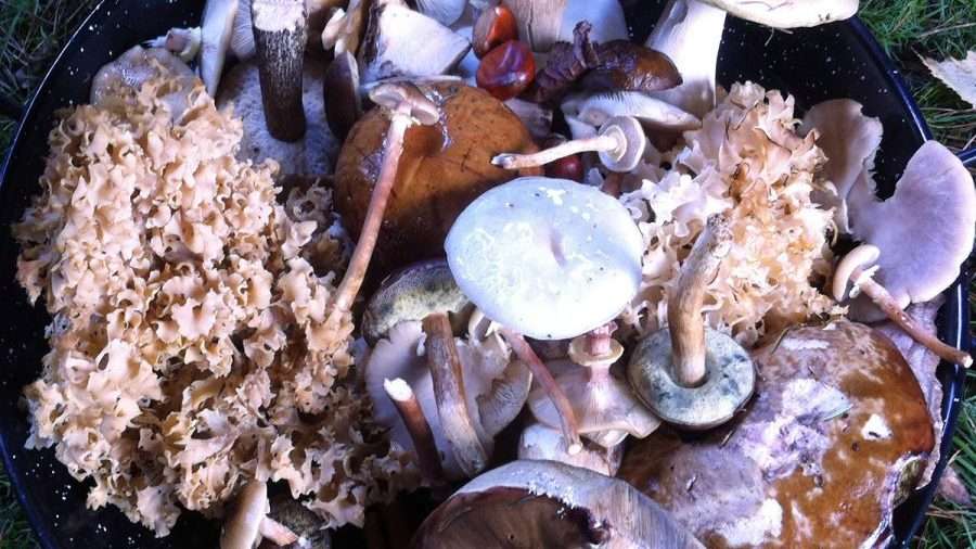 Mushroom hunting bowl of foraged wild mushrooms