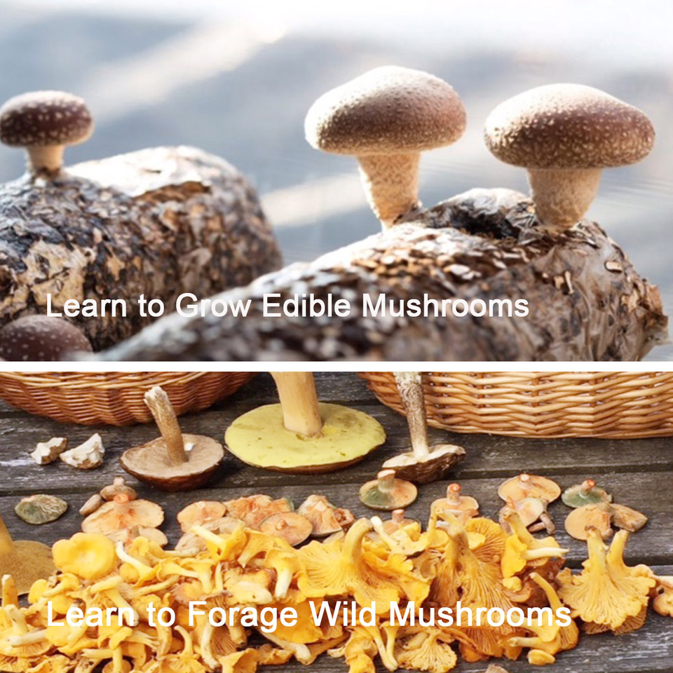 Shiitake mushrooms growing on Logs and Foraged Chantelle mushrooms