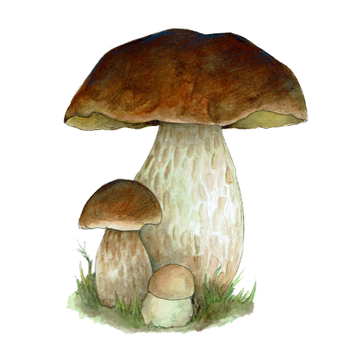 Porcini
