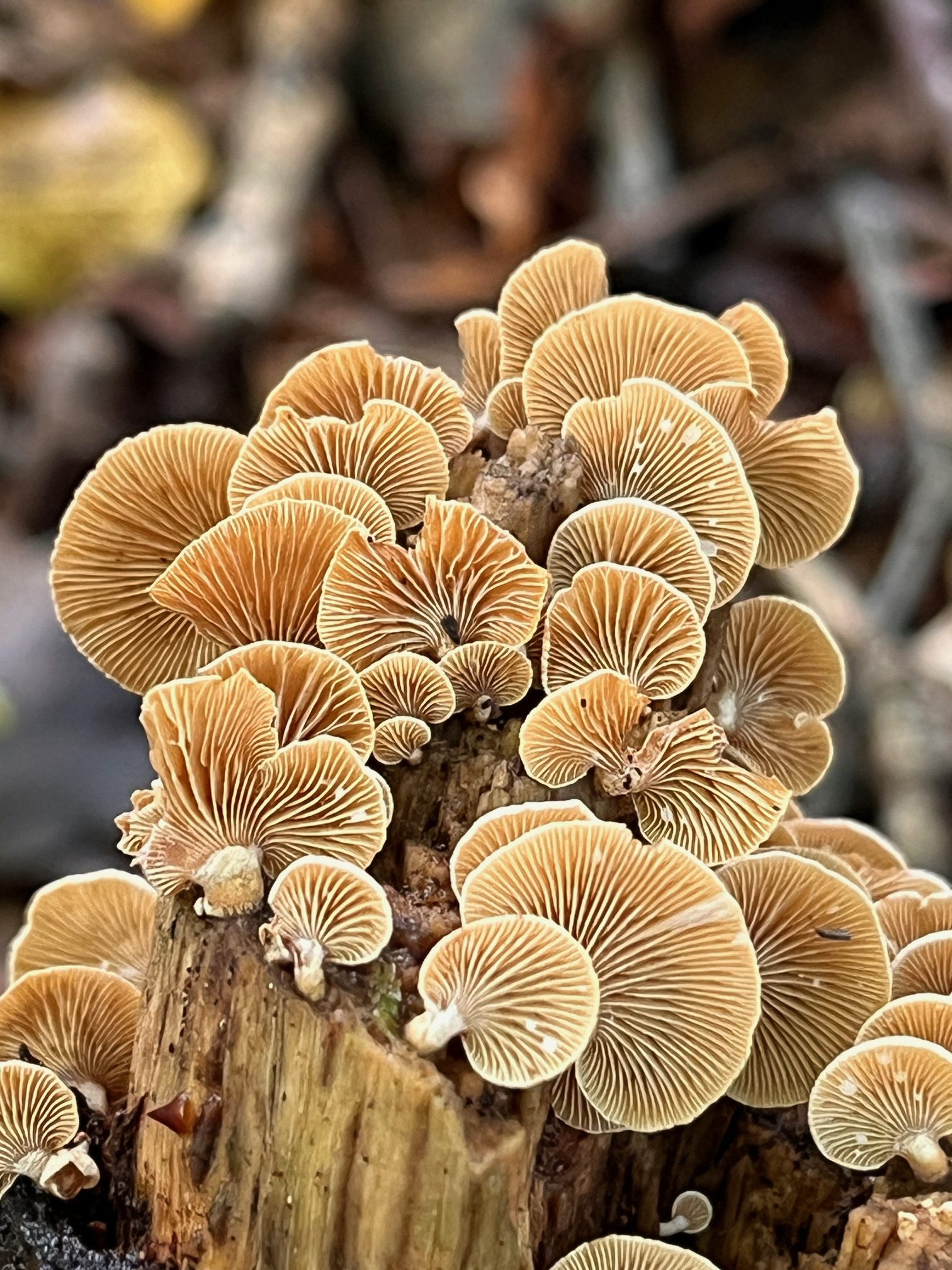 Mushrooms in woodland