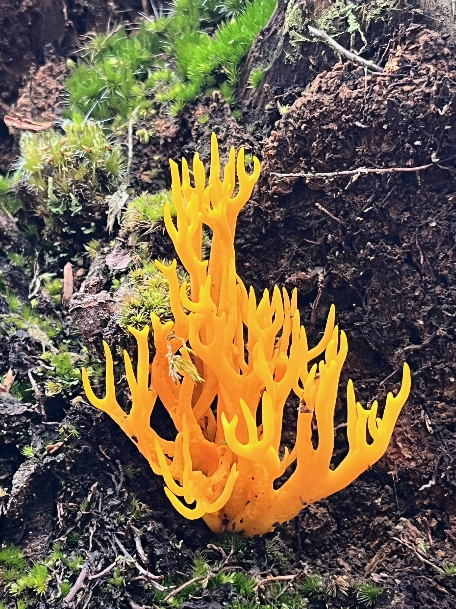 Mushrooms growing in woodland