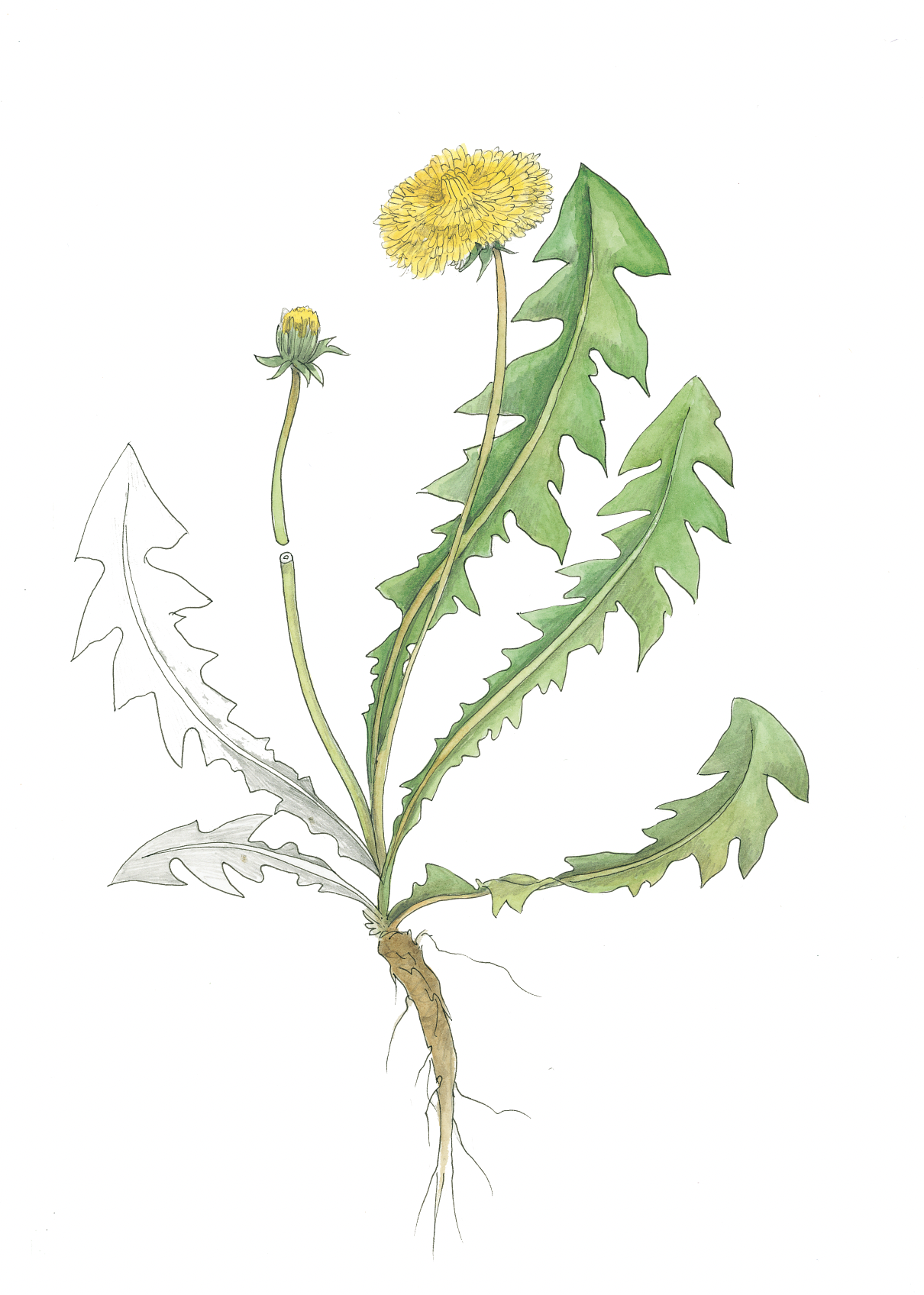 Art Print - Dandelion Jan