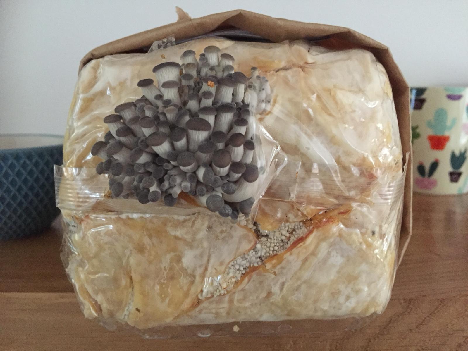 Mushroom growing kit 1