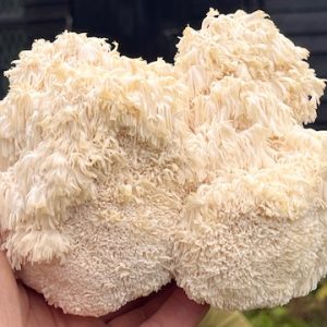 Mushroom growing kit 12