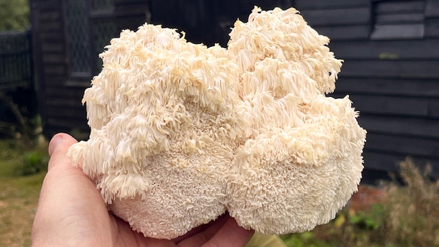 Mushroom growing kit 12