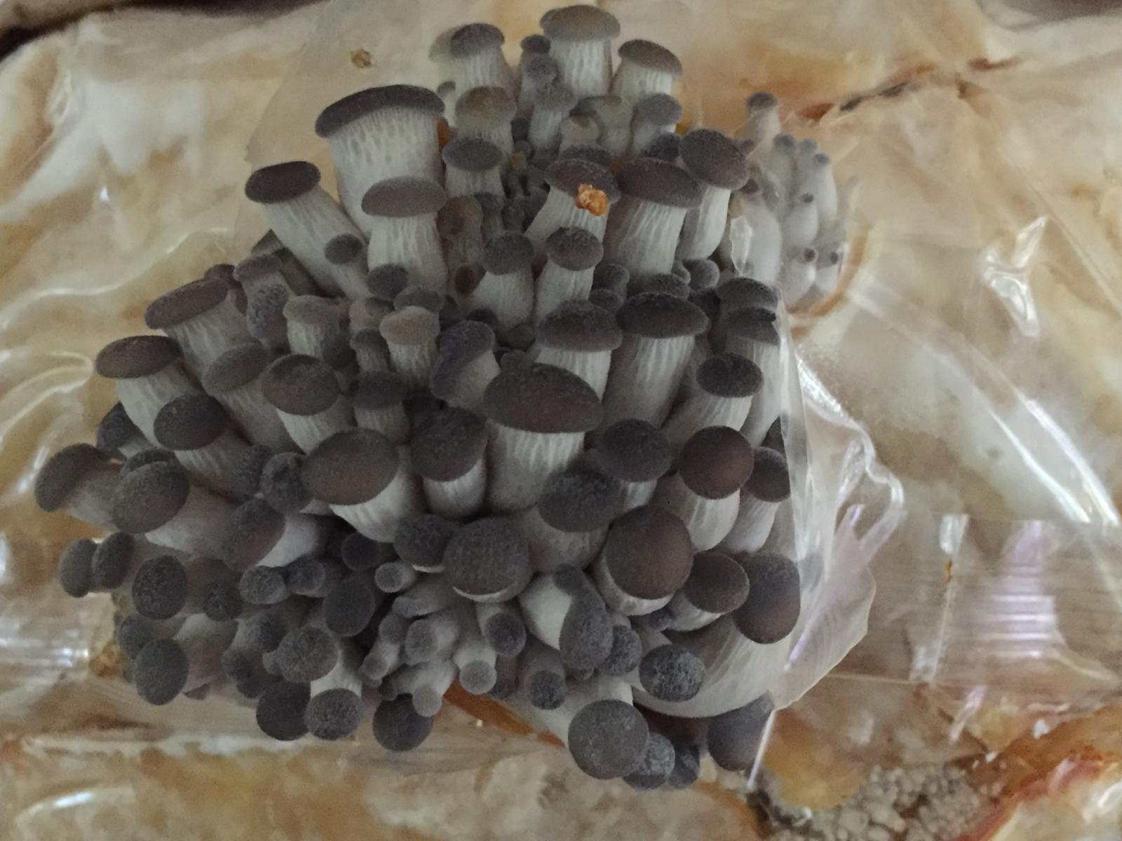 Mushroom growing kit 2