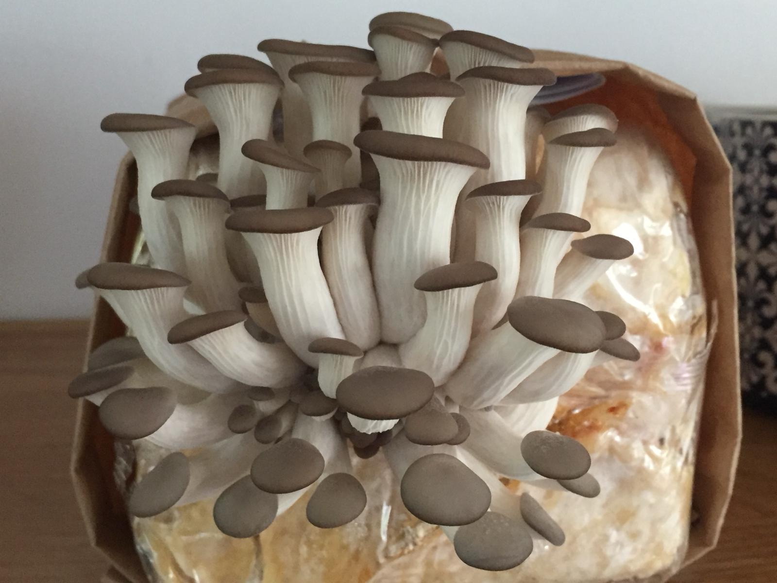 Mushroom growing kit 4
