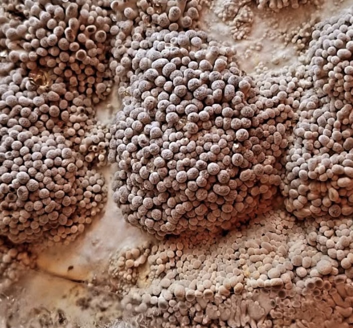 Mushroom growing kit 5