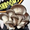 Mushroom growing kit 6