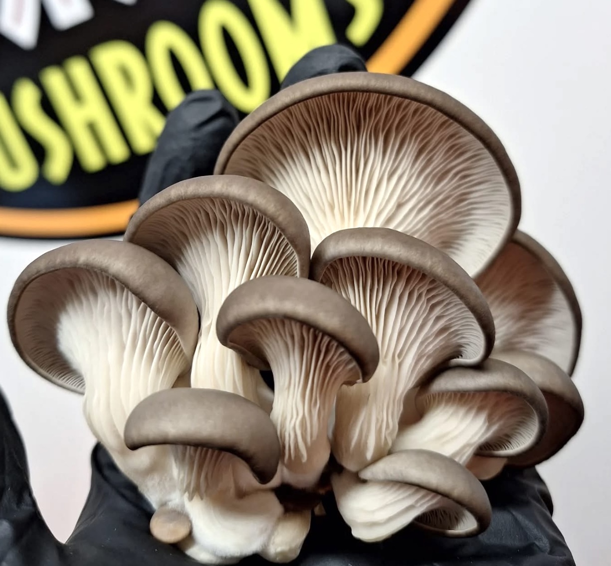 Mushroom growing kit 6