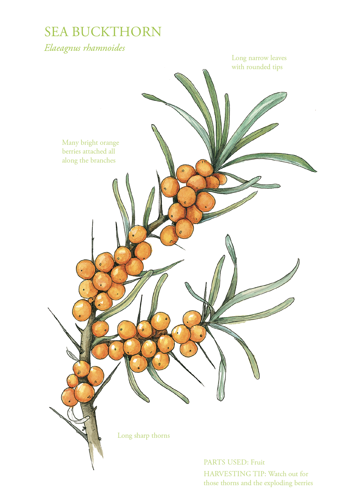 Botanical Print - Sea Buckthorn