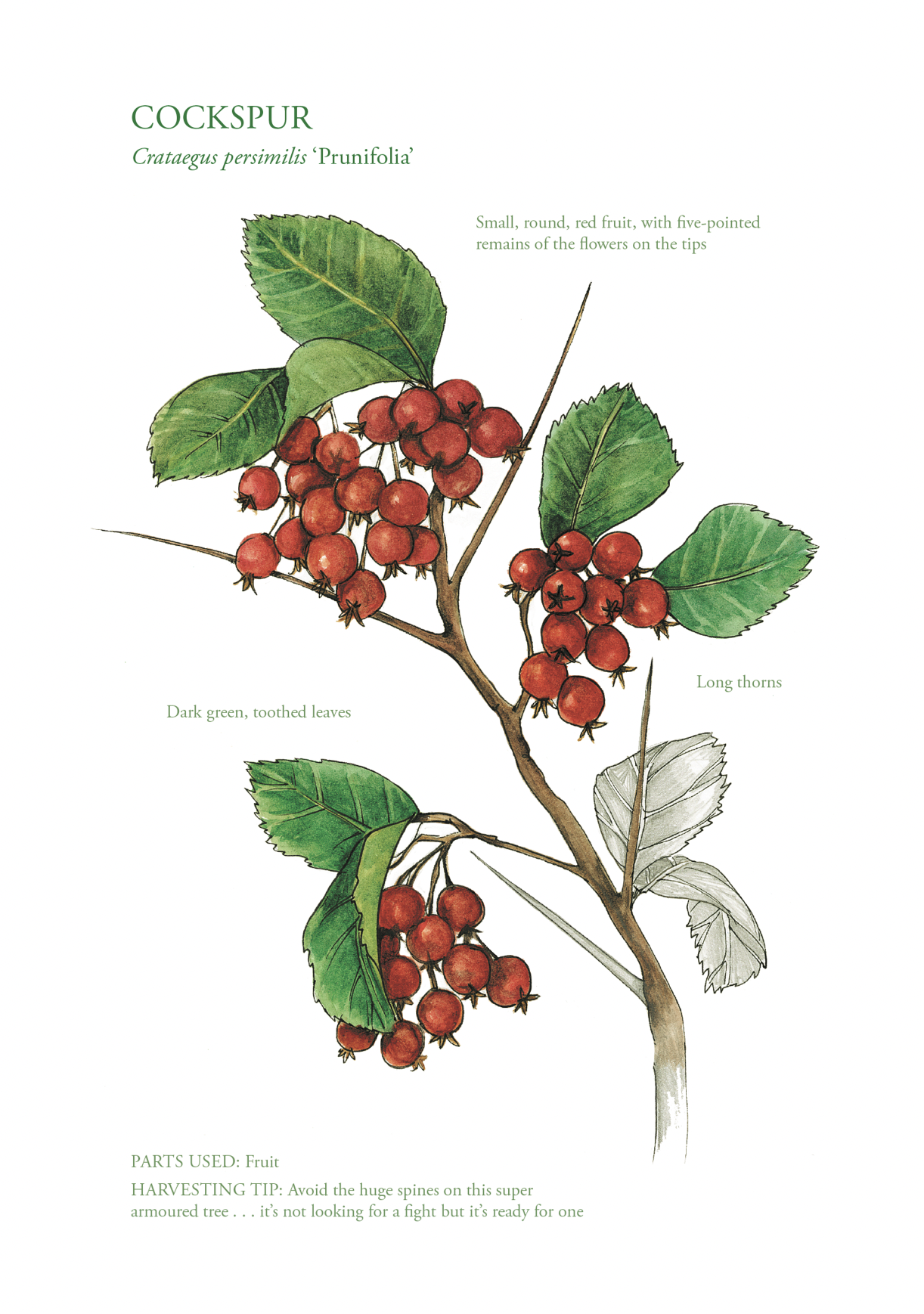 Botanical Print - Cockspur