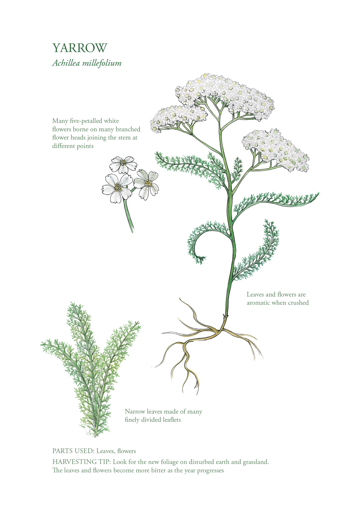 Botanical Print - Yarrow