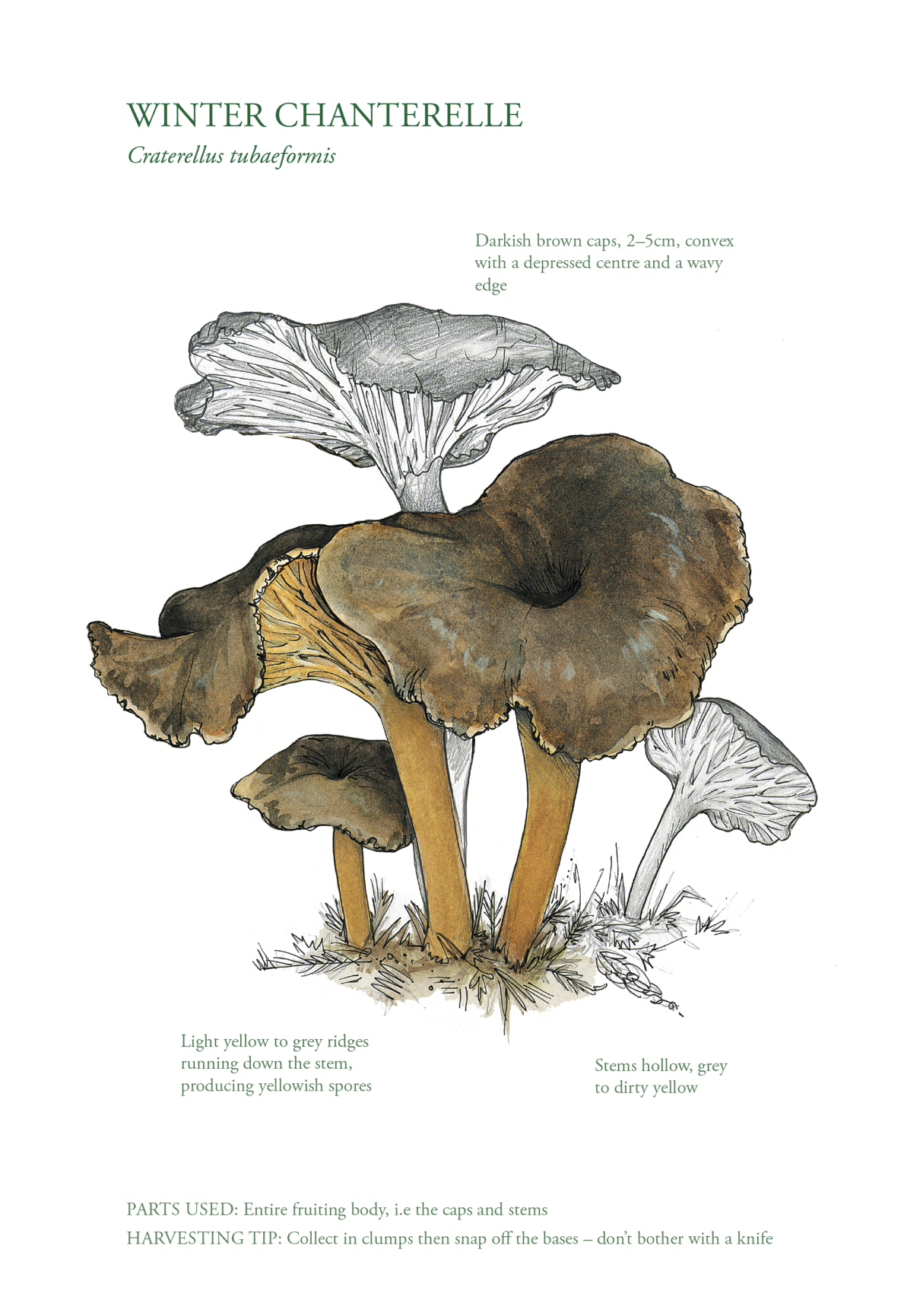 Botanical Print - Winter Chanterelle
