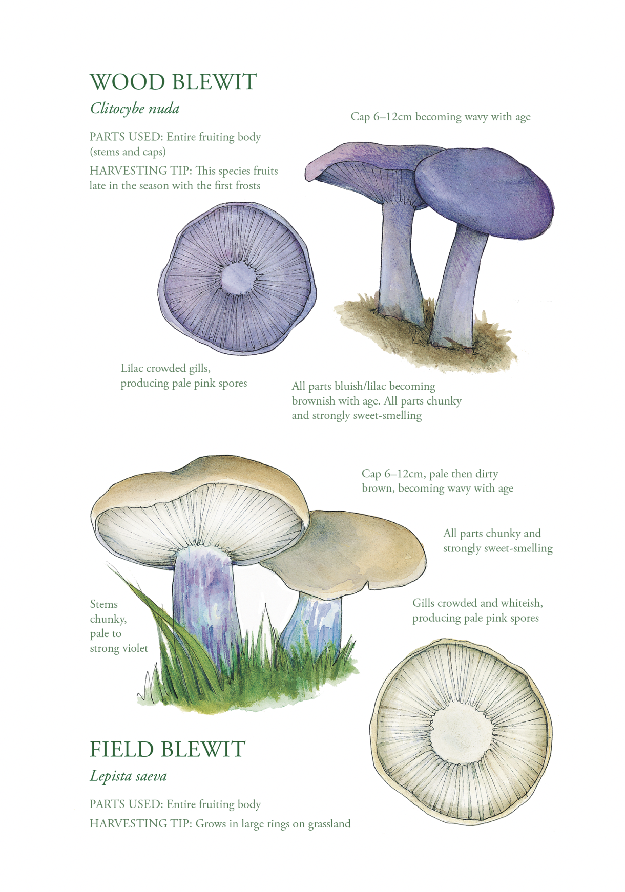 Botanical Print - Wood Blewitt