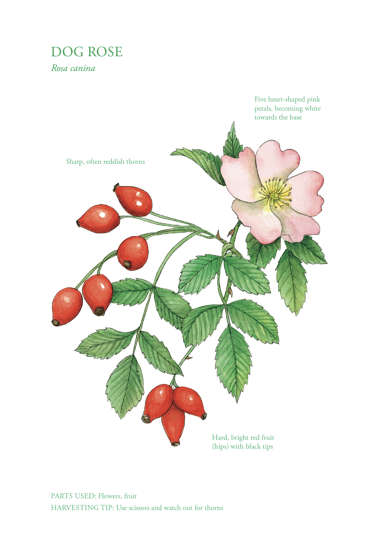 Botanical Print - Dog Rose