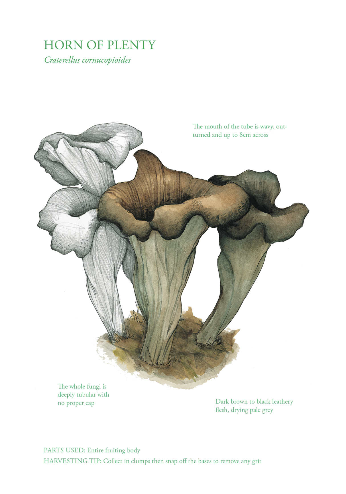 Botanical Print - Horn of Plenty