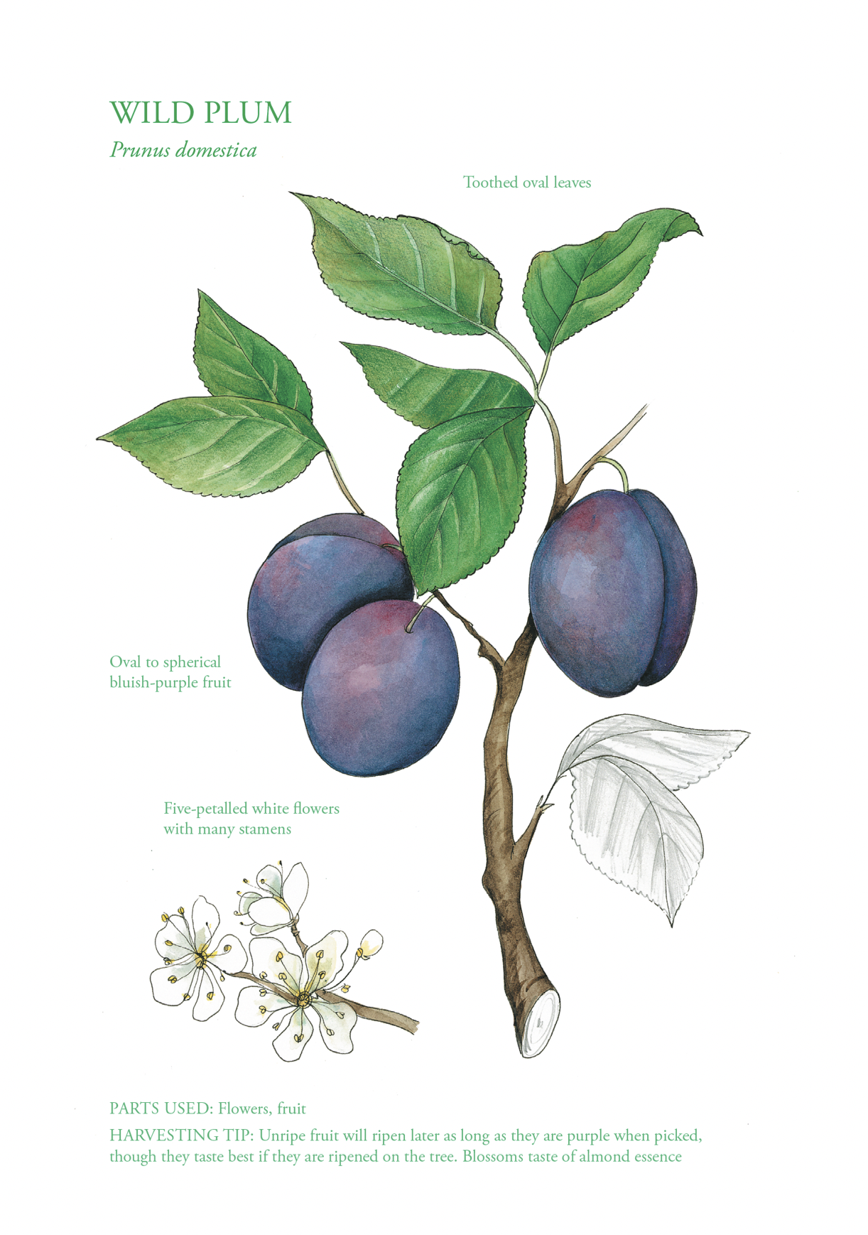 Botanical Print - Wild Plum