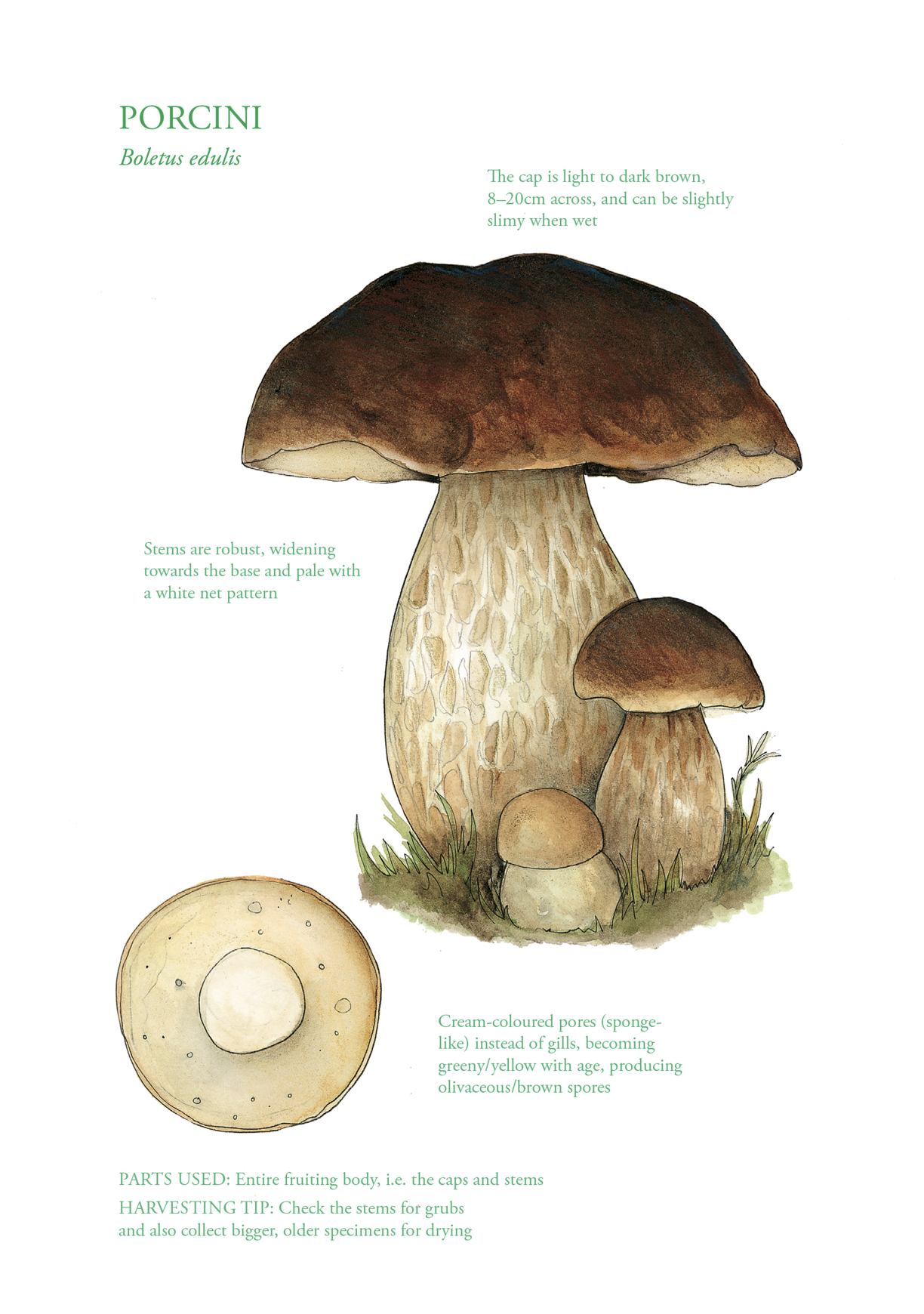 Botanical Print - Porcini